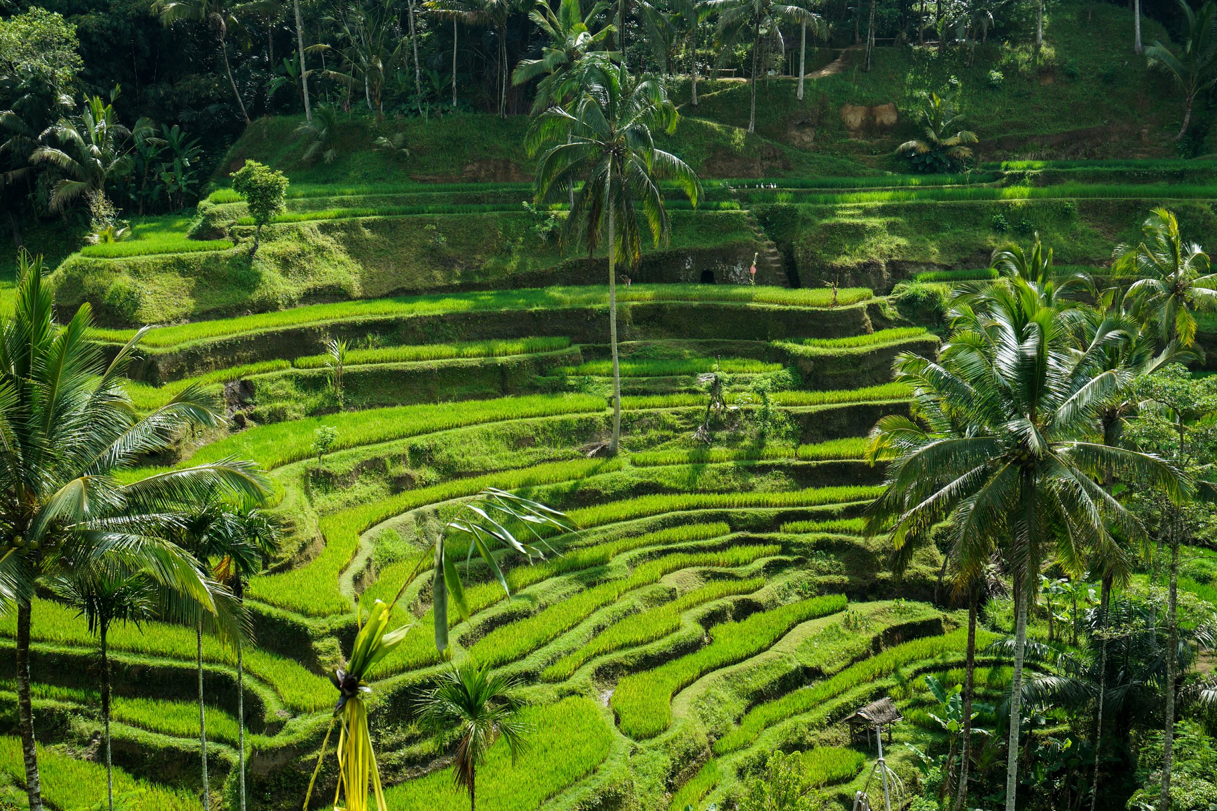 Antwan Rarcus in Bali